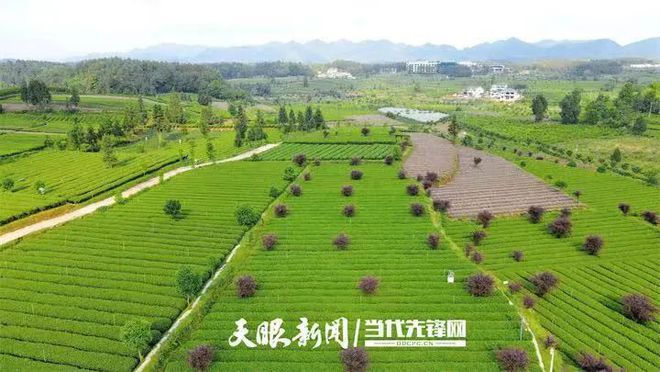 凤冈锌硒富茶（富锌硒茶叶）-硒宝网