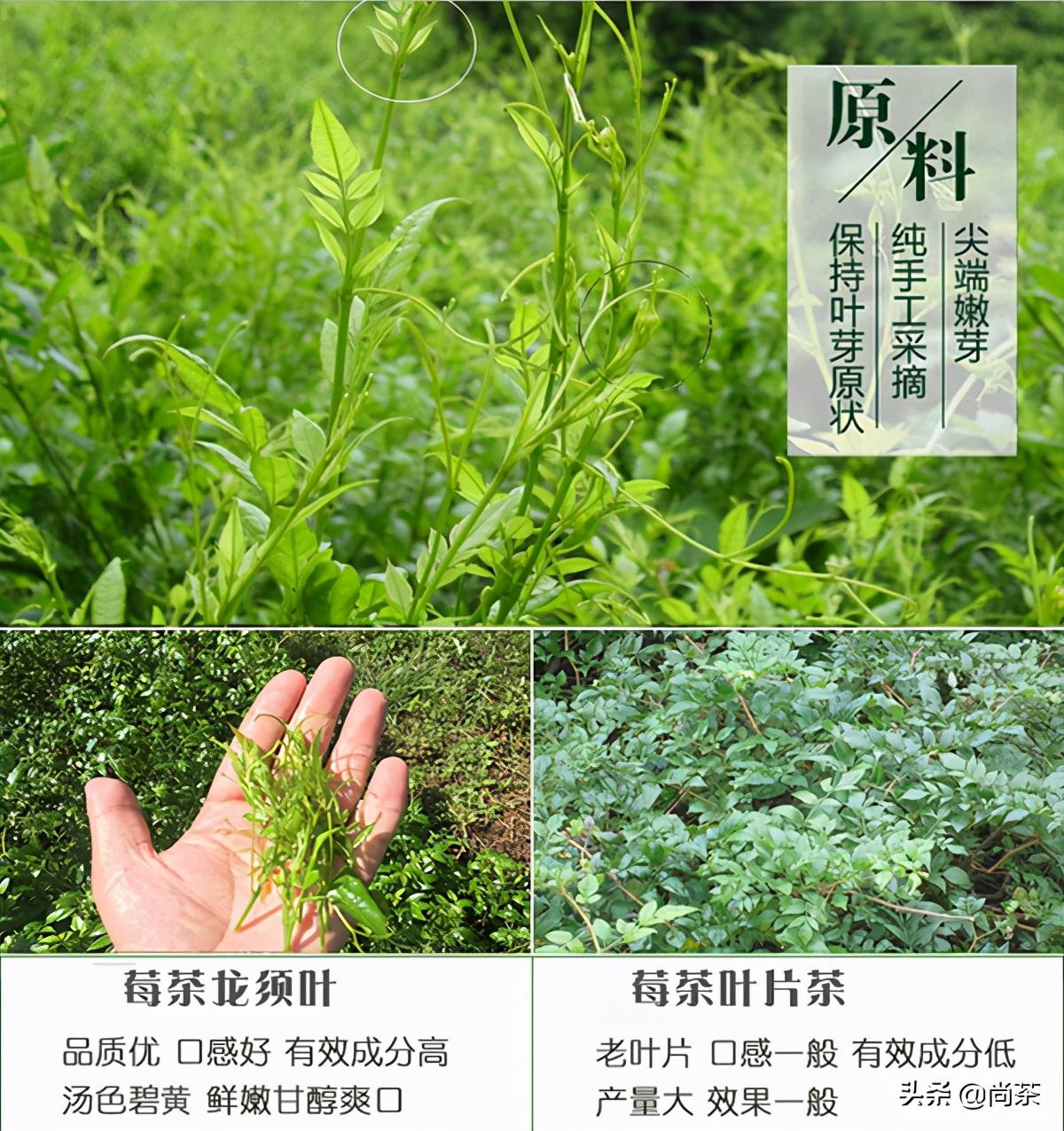 富硒藤茶传人（富硒藤茶是传销吗）-硒宝网