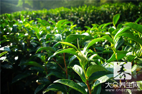 富硒茶对子宫（富硒茶的作用与功效）-硒宝网