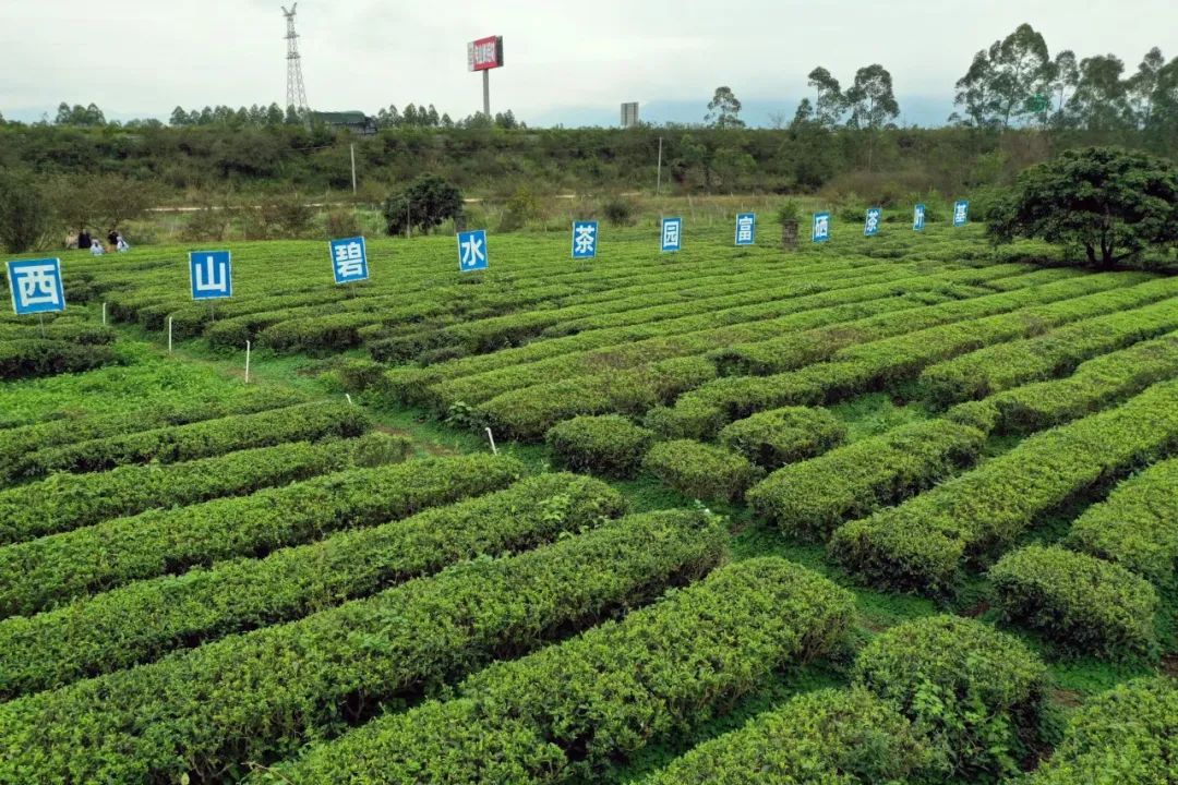 月池牌富硒茶(富硒茶园)-硒宝网