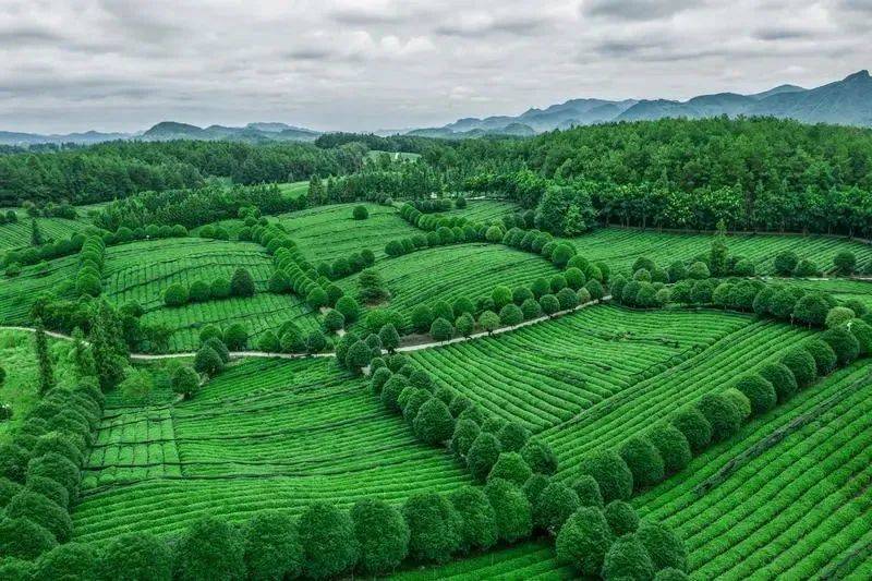 凤冈锌硒富茶（凤冈锌硒茶好处）-硒宝网