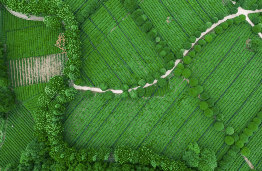 凤冈锌硒富茶（凤冈锌硒茶好处）-硒宝网