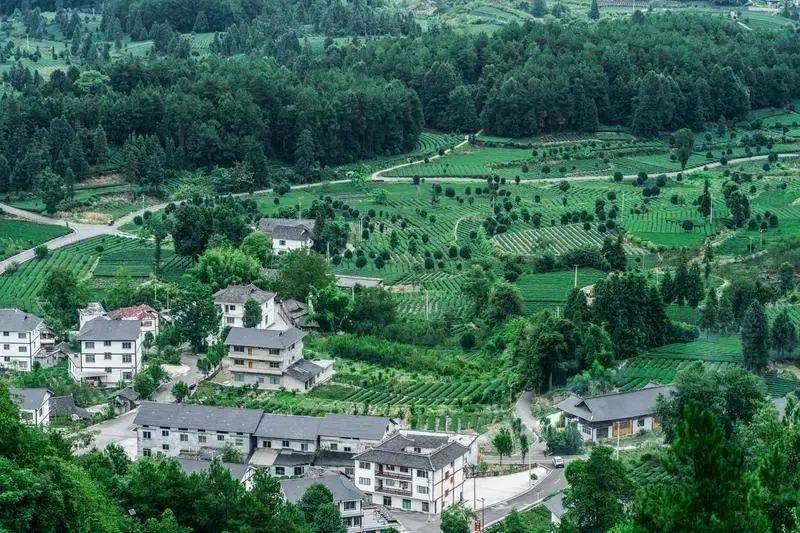 凤冈锌硒富茶（凤冈锌硒茶好处）-硒宝网