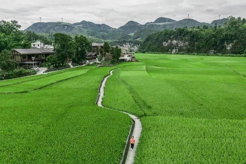 凤冈锌硒富茶（凤冈锌硒茶好处）-硒宝网