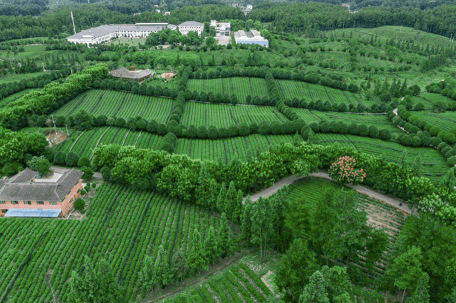 凤冈锌硒富茶（凤冈锌硒茶好处）-硒宝网