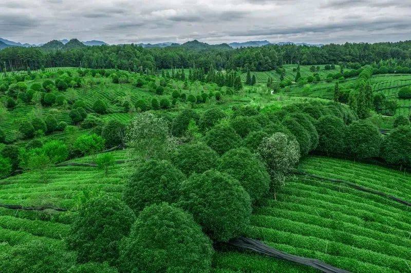 凤冈锌硒富茶（凤冈锌硒茶好处）-硒宝网