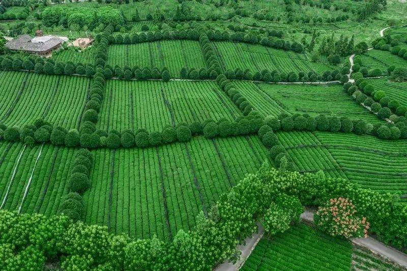 凤冈锌硒富茶（凤冈锌硒茶好处）-硒宝网