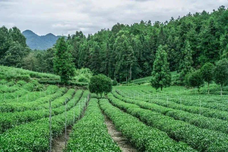 凤冈锌硒富茶（凤冈锌硒茶好处）-硒宝网