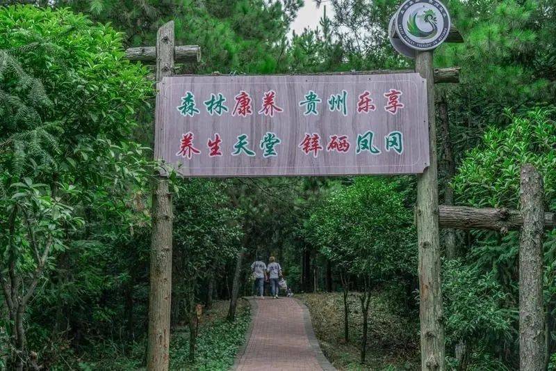 凤冈锌硒富茶（凤冈锌硒茶好处）-硒宝网