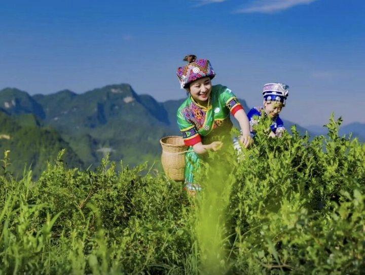 富硒藤茶传人（富硒藤茶的冲泡方法）-硒宝网