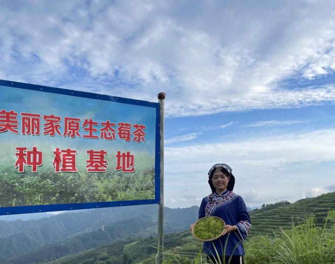 富硒莓茶价格(莓茶的价格)-硒宝网