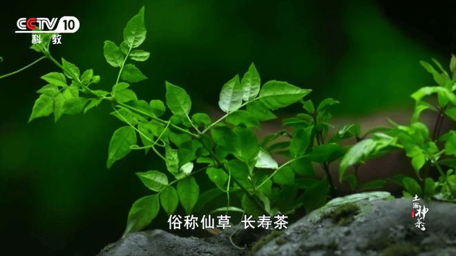 富硒莓茶价格(莓茶的价格)-硒宝网
