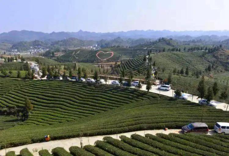 池州富锌硒茶(富锌富硒茶)-硒宝网