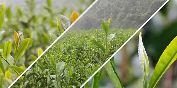 买紫阳富硒茶(紫阳富硒茶属于绿茶吗)-硒宝网