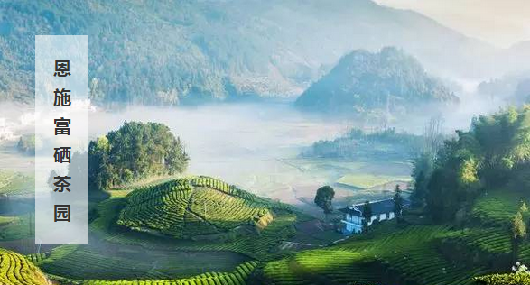 富硒茶直播词(直播茶叶的文案)-硒宝网