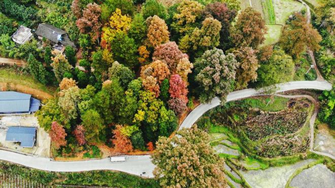 开阳富硒球茶(开阳富硒茶多少钱一斤)-硒宝网