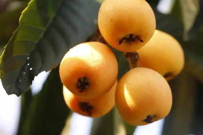 开阳富硒球茶(开阳富硒茶多少钱一斤)-硒宝网