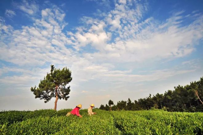 开阳富硒球茶(开阳富硒茶多少钱一斤)-硒宝网