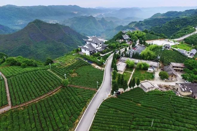 开阳富硒球茶(开阳富硒茶多少钱一斤)-硒宝网