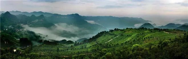 开阳富硒球茶(开阳富硒茶多少钱一斤)-硒宝网