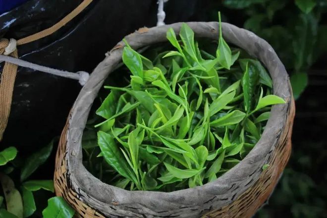 开阳富硒球茶(开阳富硒茶多少钱一斤)-硒宝网