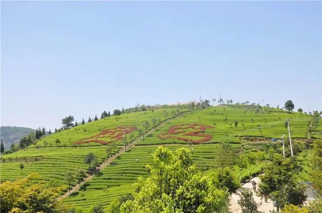 开阳富硒球茶(开阳富硒茶多少钱一斤)-硒宝网