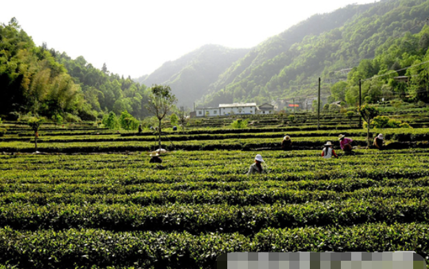 难得的富硒茶(富硒茶优点)-硒宝网