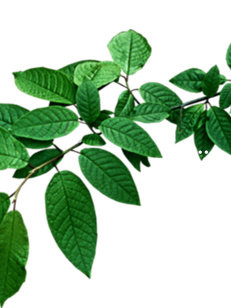 生普洱富硒茶（普洱茶硒含量）-硒宝网