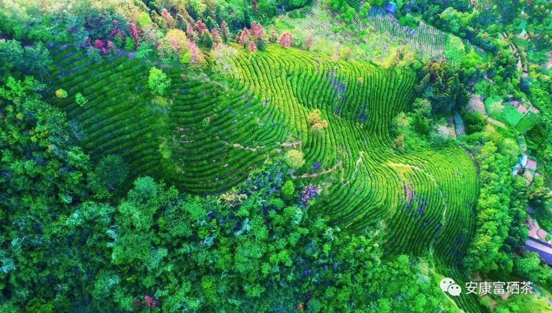 汉水韵富硒茶(汉中富硒茶)-硒宝网
