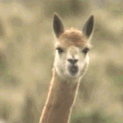 富硒藤茶颗粒(颗粒富硒藤茶怎么喝)-硒宝网