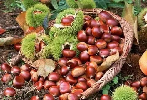 富硒藤茶颗粒(颗粒富硒藤茶怎么喝)-硒宝网