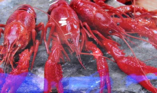 富硒藤茶颗粒(颗粒富硒藤茶怎么喝)-硒宝网