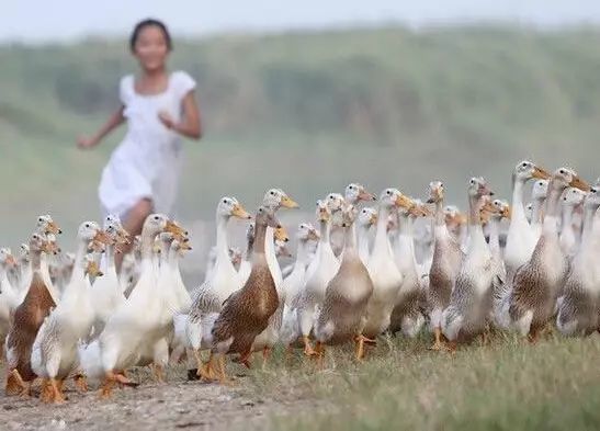 富硒藤茶颗粒(颗粒富硒藤茶怎么喝)-硒宝网