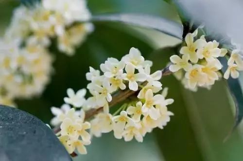 富硒藤茶颗粒(颗粒富硒藤茶怎么喝)-硒宝网