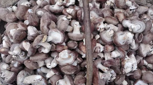 富硒藤茶颗粒(颗粒富硒藤茶怎么喝)-硒宝网