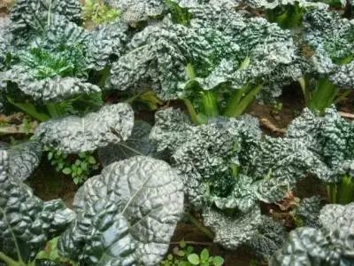 富硒藤茶颗粒(颗粒富硒藤茶怎么喝)-硒宝网