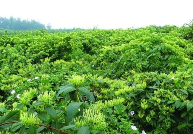 富硒藤茶颗粒(颗粒富硒藤茶怎么喝)-硒宝网