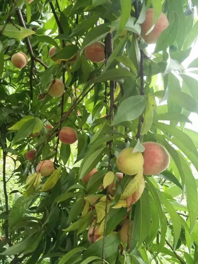 富硒藤茶颗粒(颗粒富硒藤茶怎么喝)-硒宝网