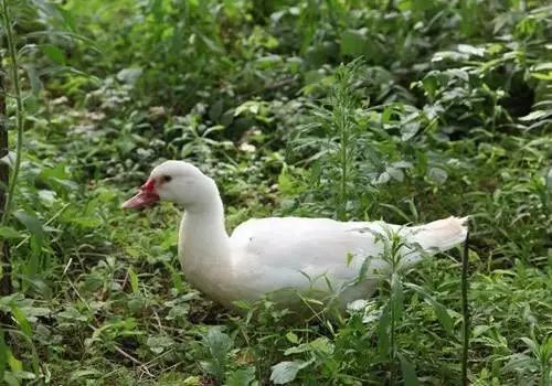 富硒藤茶颗粒(颗粒富硒藤茶怎么喝)-硒宝网