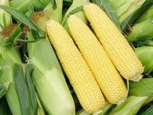 富硒藤茶颗粒(颗粒富硒藤茶怎么喝)-硒宝网