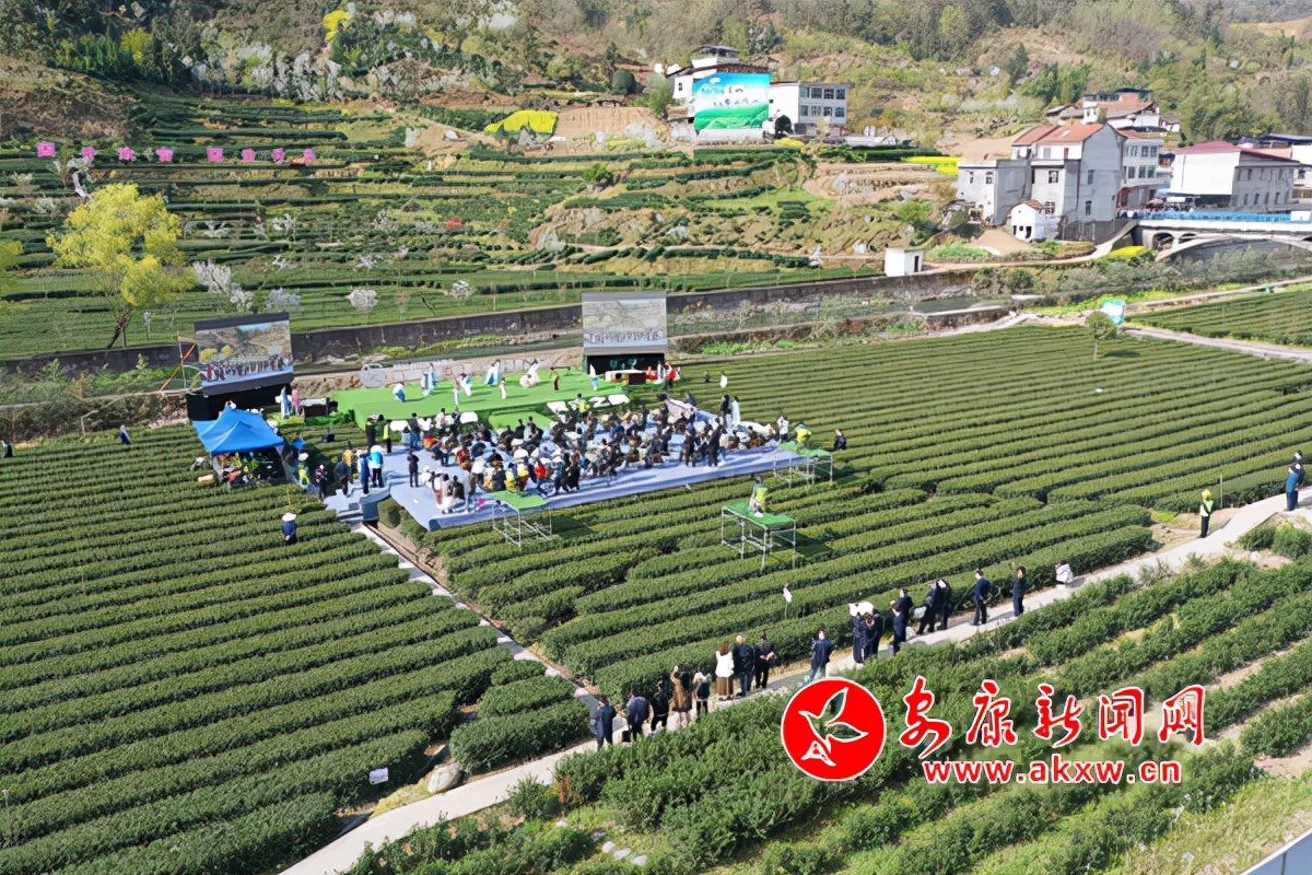 哪个富硒茶好(茶叶富硒)-硒宝网