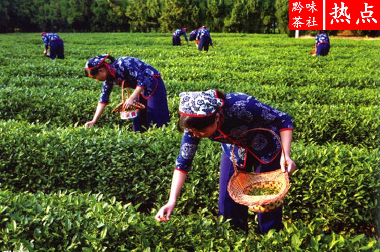 印度产富硒茶(印度的茶叶产量最多)-硒宝网