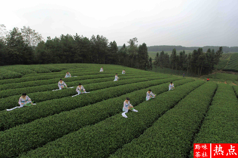 印度产富硒茶(印度的茶叶产量最多)-硒宝网