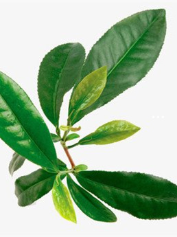 富硒茶老白茶(老白茶含硒吗)-硒宝网