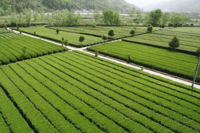 好喝的富硒茶（喝富硒茶身体有什么反应）-硒宝网