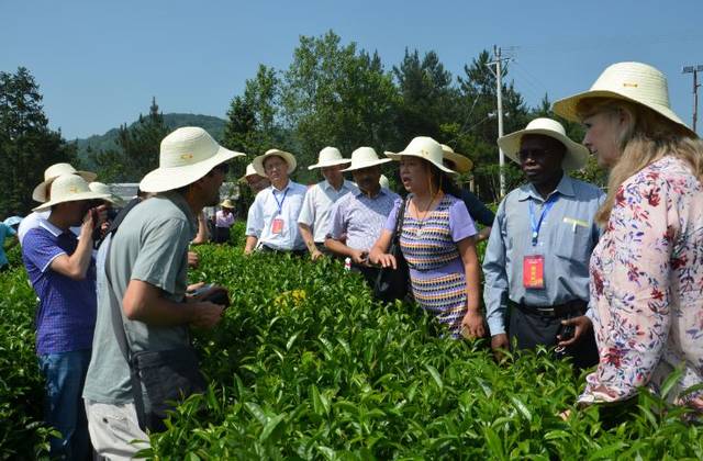 好喝的富硒茶（喝富硒茶身体有什么反应）-硒宝网