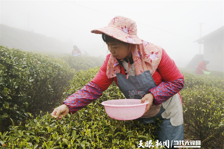 南充富锌硒茶(富硒茶园)-硒宝网