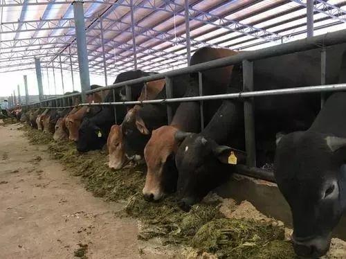 富硒原生古茶(普洱原生富硒茶)-硒宝网