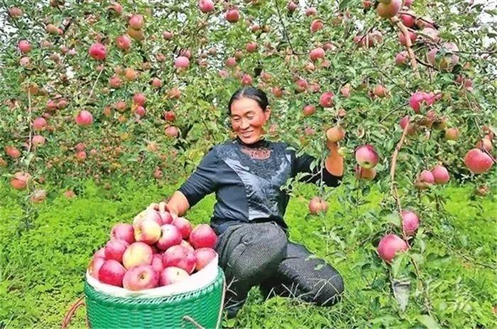 富硒原生古茶(普洱原生富硒茶)-硒宝网
