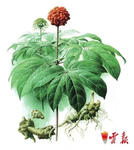 富硒原生古茶(普洱原生富硒茶)-硒宝网